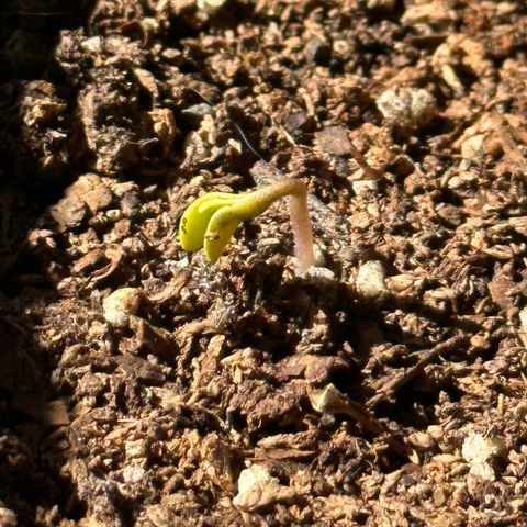 Anesia - El riqui genetics  growlog timeline photo