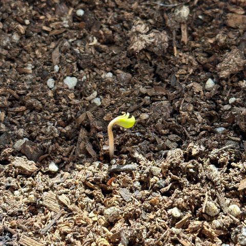 Anesia - El riqui genetics  growlog timeline photo