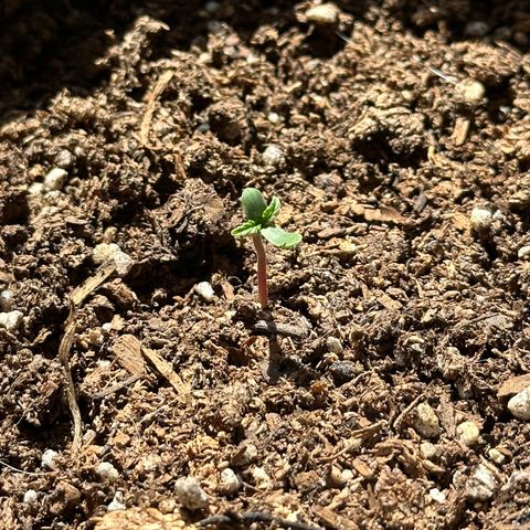Anesia - El riqui genetics  growlog timeline photo