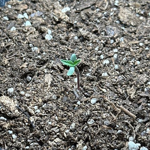 Anesia - El riqui genetics  growlog photo: 3cm
