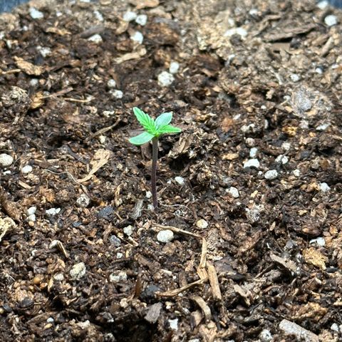 Anesia - El riqui genetics  growlog timeline photo