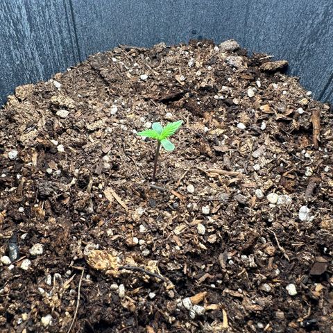 Anesia - El riqui genetics  growlog timeline photo