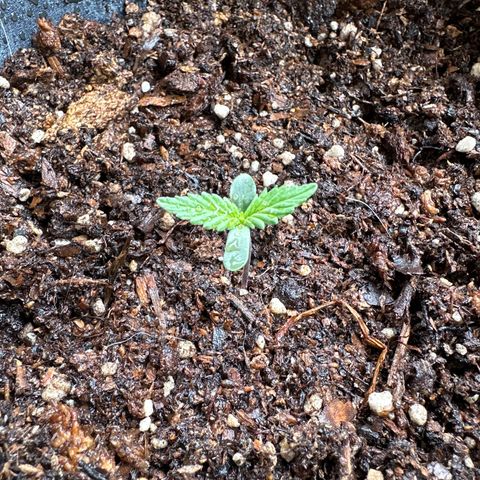 Anesia - El riqui genetics  growlog timeline photo