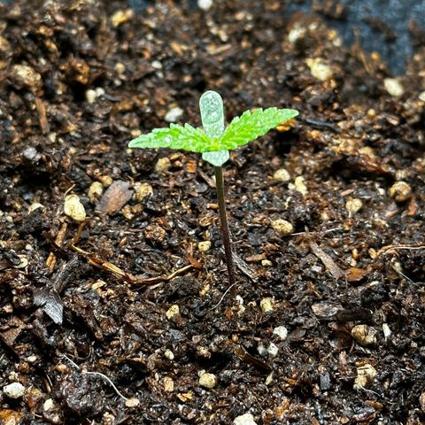 Anesia - El riqui genetics  growlog timeline photo