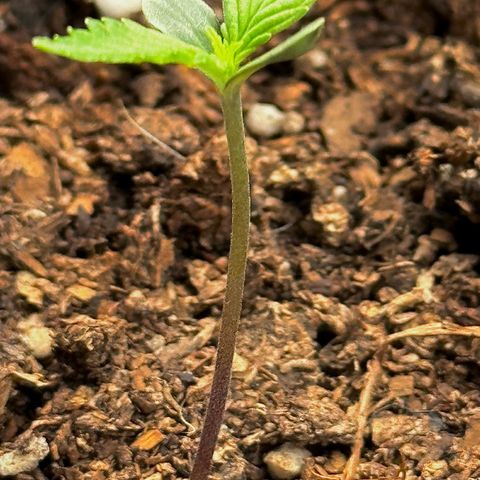 Anesia - El riqui genetics  growlog timeline photo