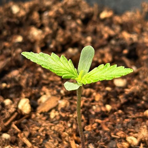 Anesia - El riqui genetics  growlog timeline photo