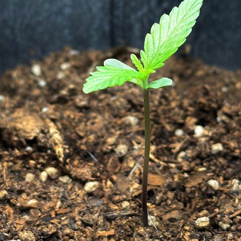Anesia - El riqui genetics  growlog timeline photo