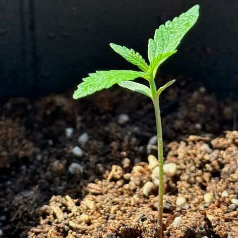 Anesia - El riqui genetics  growlog timeline photo