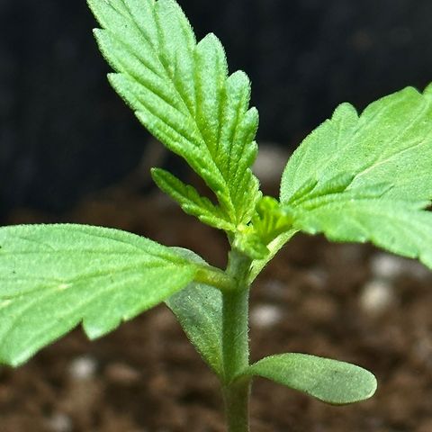 Anesia - El riqui genetics  growlog timeline photo