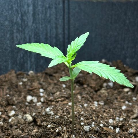 Anesia - El riqui genetics  growlog timeline photo