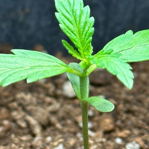 Anesia - El riqui genetics  growlog timeline photo