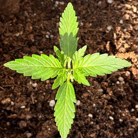 Anesia - El riqui genetics  growlog timeline photo