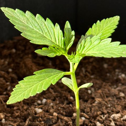 Anesia - El riqui genetics  growlog timeline photo