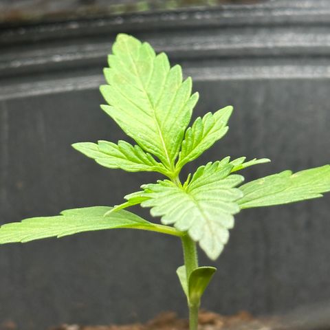 Anesia - El riqui genetics  growlog timeline photo