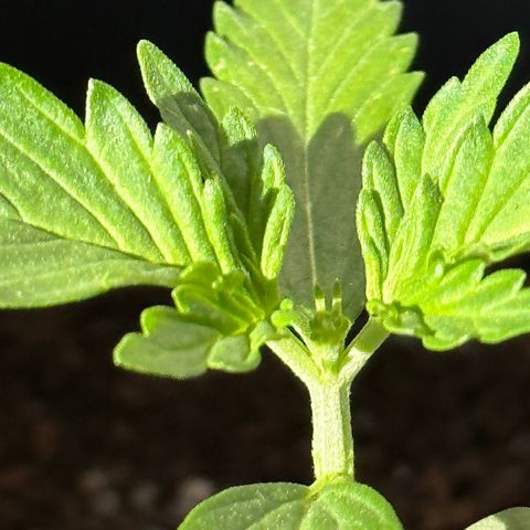 Anesia - El riqui genetics  growlog timeline photo
