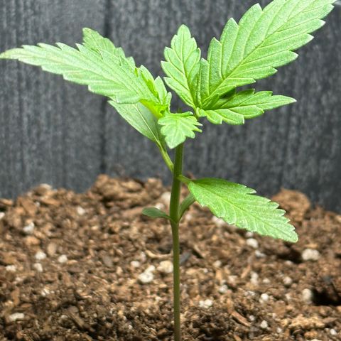 Anesia - El riqui genetics  growlog timeline photo