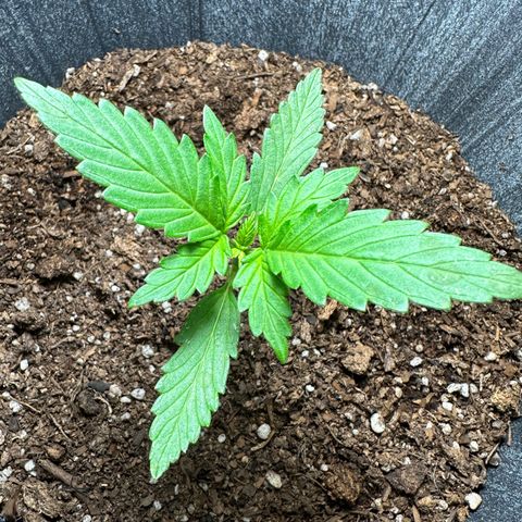 Anesia - El riqui genetics  growlog timeline photo