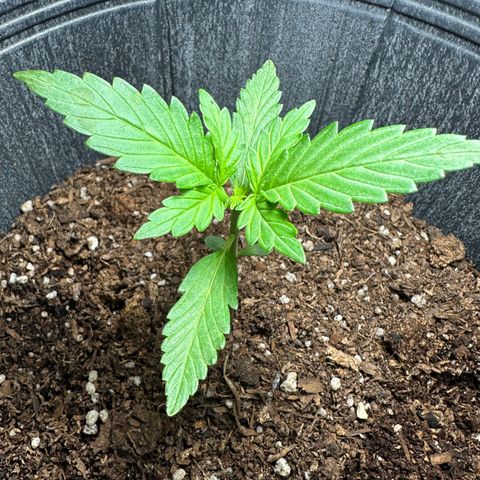 Anesia - El riqui genetics  growlog timeline photo