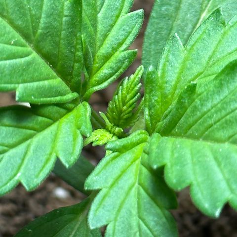 Anesia - El riqui genetics  growlog timeline photo
