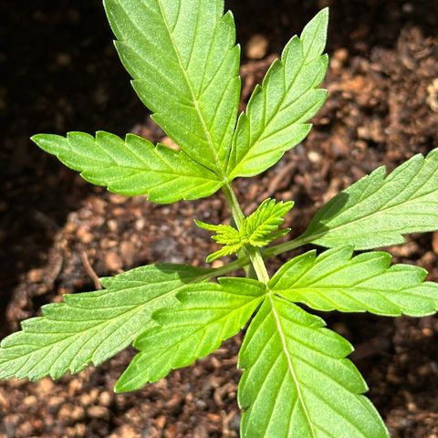 Anesia - El riqui genetics  growlog timeline photo