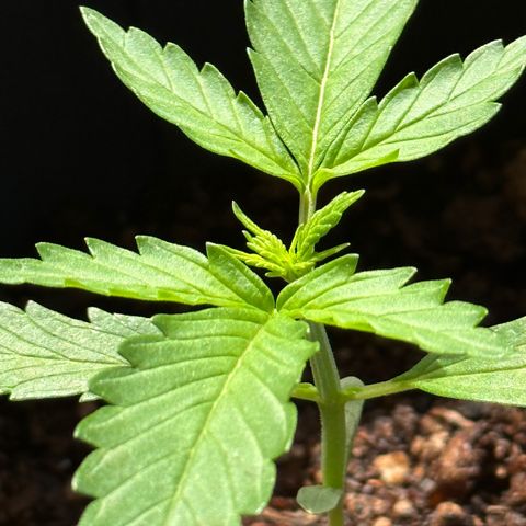 Anesia - El riqui genetics  growlog timeline photo