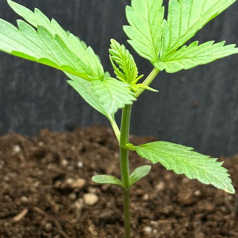 Anesia - El riqui genetics  growlog timeline photo
