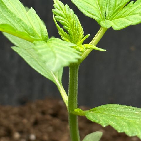 Anesia - El riqui genetics  growlog timeline photo