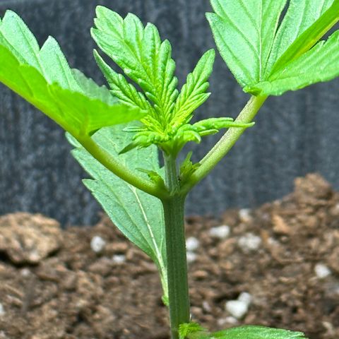 Anesia - El riqui genetics  growlog timeline photo