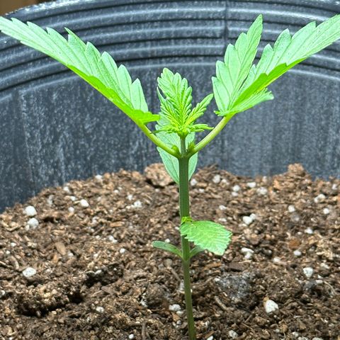 Anesia - El riqui genetics  growlog timeline photo