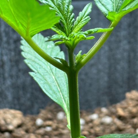 Anesia - El riqui genetics  growlog timeline photo