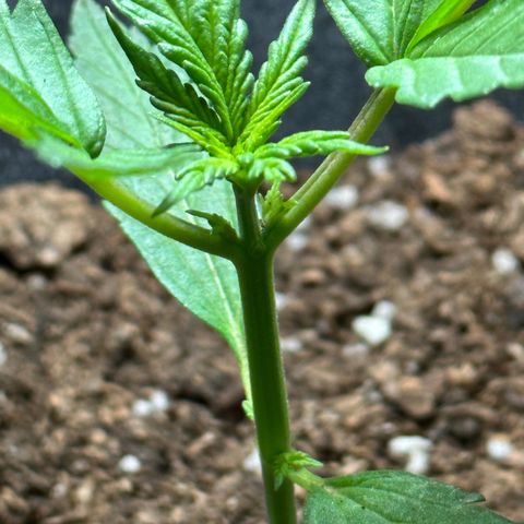 Anesia - El riqui genetics  growlog timeline photo