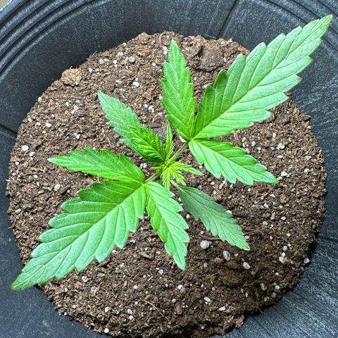 Anesia - El riqui genetics  growlog timeline photo