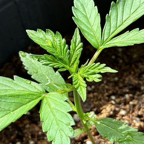 Anesia - El riqui genetics  growlog timeline photo