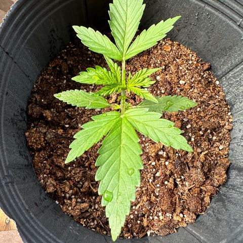 Anesia - El riqui genetics  growlog timeline photo