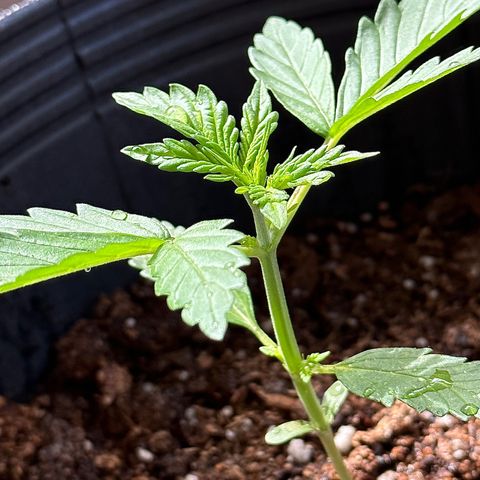 Anesia - El riqui genetics  growlog timeline photo