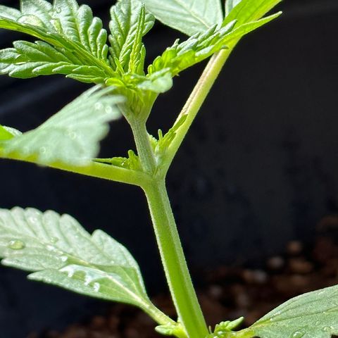 Anesia - El riqui genetics  growlog timeline photo