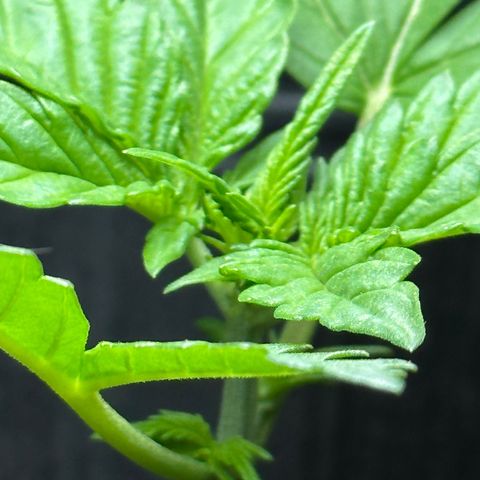 Anesia - El riqui genetics  growlog timeline photo