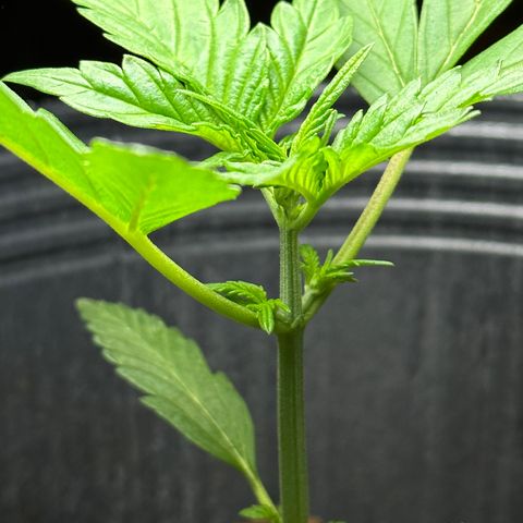 Anesia - El riqui genetics  growlog timeline photo