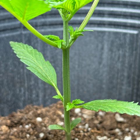 Anesia - El riqui genetics  growlog timeline photo