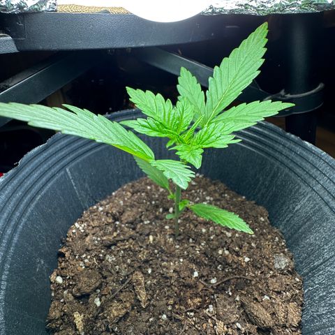 Anesia - El riqui genetics  growlog timeline photo