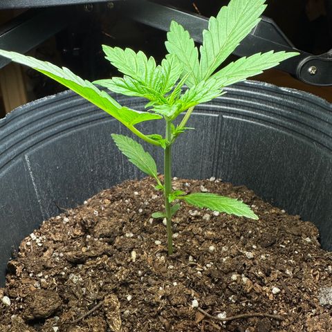 Anesia - El riqui genetics  growlog timeline photo