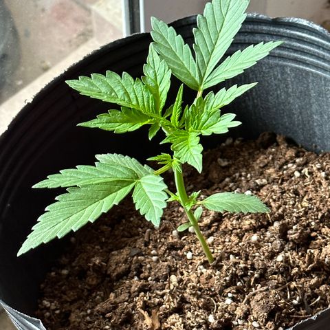 Anesia - El riqui genetics  growlog timeline photo
