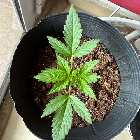 Anesia - El riqui genetics  growlog timeline photo