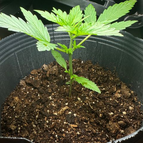 Anesia - El riqui genetics  growlog timeline photo