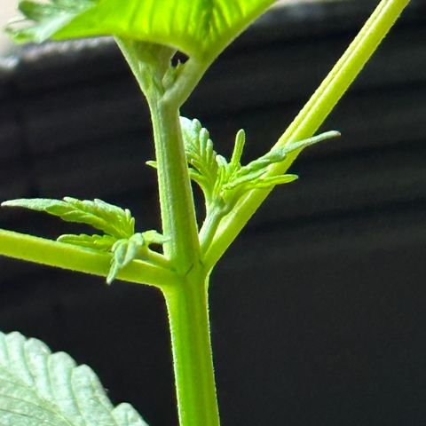 Anesia - El riqui genetics  growlog timeline photo