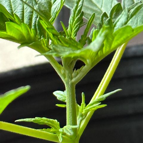 Anesia - El riqui genetics  growlog timeline photo