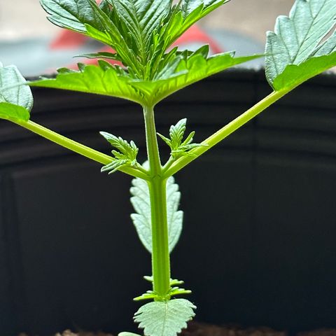 Anesia - El riqui genetics  growlog timeline photo