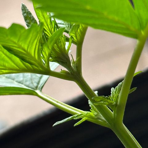 Anesia - El riqui genetics  growlog timeline photo