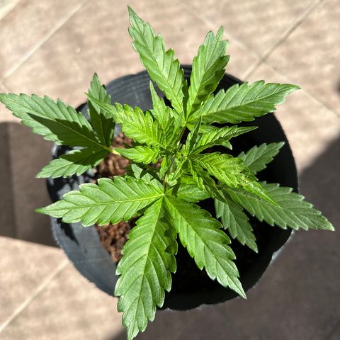 Anesia - El riqui genetics  growlog timeline photo