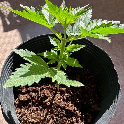 Anesia - El riqui genetics  growlog timeline photo